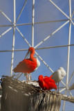 Scarlet ibis.jpg