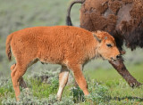 Bison Calf
