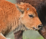 Portrait of a Calf