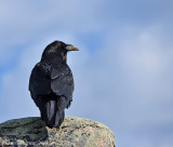 Common Raven