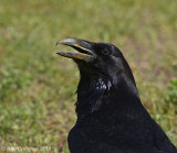 Portrait of a Raven