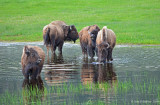 Wading Bison