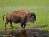 Wading Bison