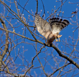 Coopers Hawk