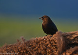 Brown-headed Cowbird on Bison