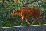 Bison Calf