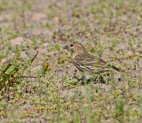 Pine Siskin
