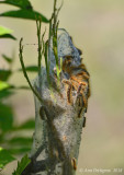Tent Caterpillar