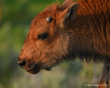 Bison Calf