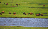 Bison Herd next to the Lamar River