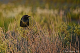 Brewer's Blackbird