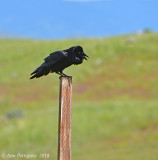 Common Raven