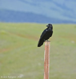 Common Raven