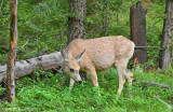 Mule Deer