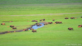 Bison Herd Crossing