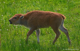 A Worried Calf