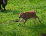 A Worried Calf