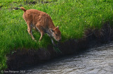 A Worried Calf