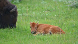 Resting Calf