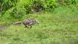 Coyote