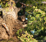 Black Bear Cub