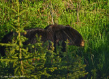 Black Bear Sow