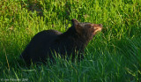 Black Bear Sow