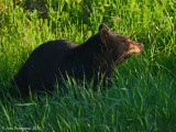 Black Bear Sow