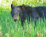 Black Bear Sow