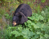 Black Bear Sow