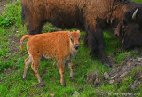 Bison Calf