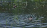 Common Goldeneye