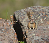 Golden-mantled Ground Squirrel