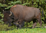 Bull Bison