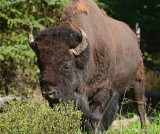 Bull Bison