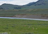 Resting Pronghorns