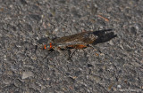 Stonefly