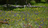 Wildflowers