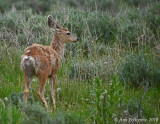 Young Mule Deer
