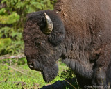 Bull Bison