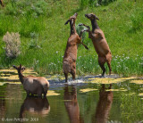 Fighting Elk Cows