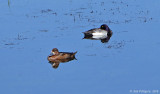 Greater Scaup