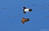 Greater Scaup