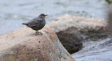 American Dipper