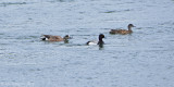American Wigeon Chasing Lesser Scaup