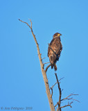 Immature Bald Eagle