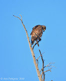 Immature Bald Eagle