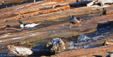 Common Merganser Pair