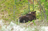 Let Sleeping Bears Lie