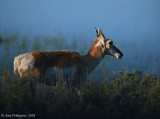 Pronghorn in Early Morning Light